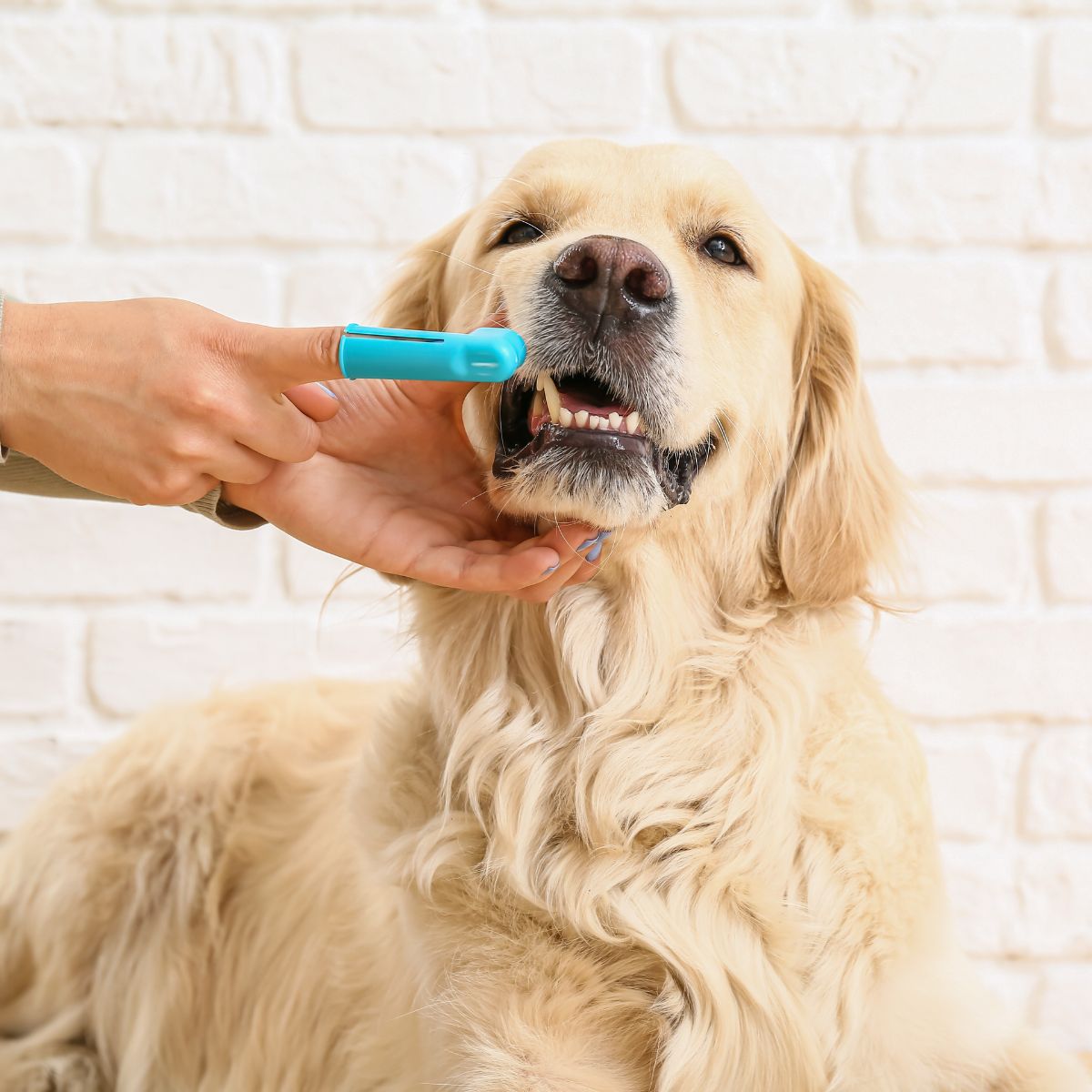 Owner brushing teeth of cute dog