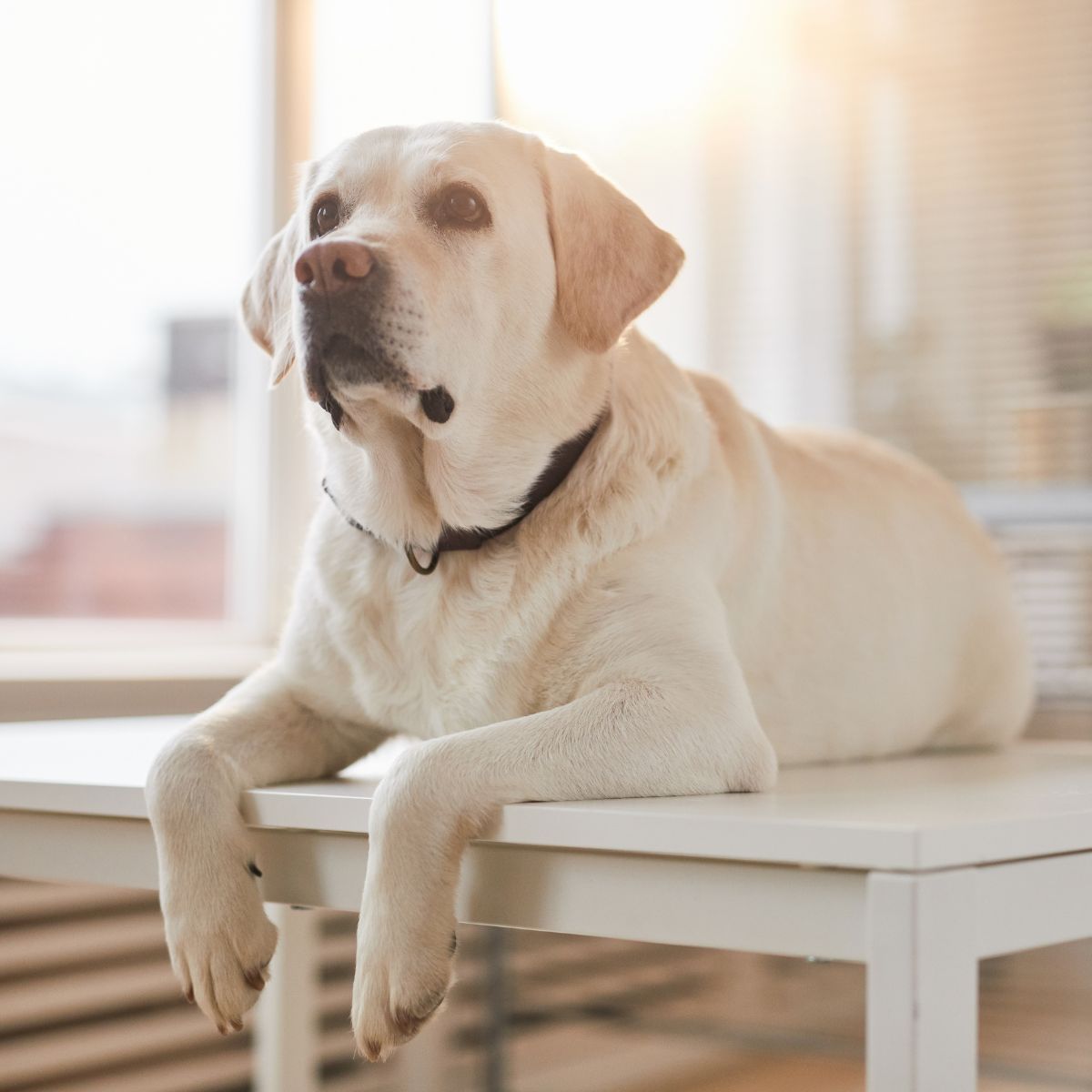 Labrador dog at vet clinic