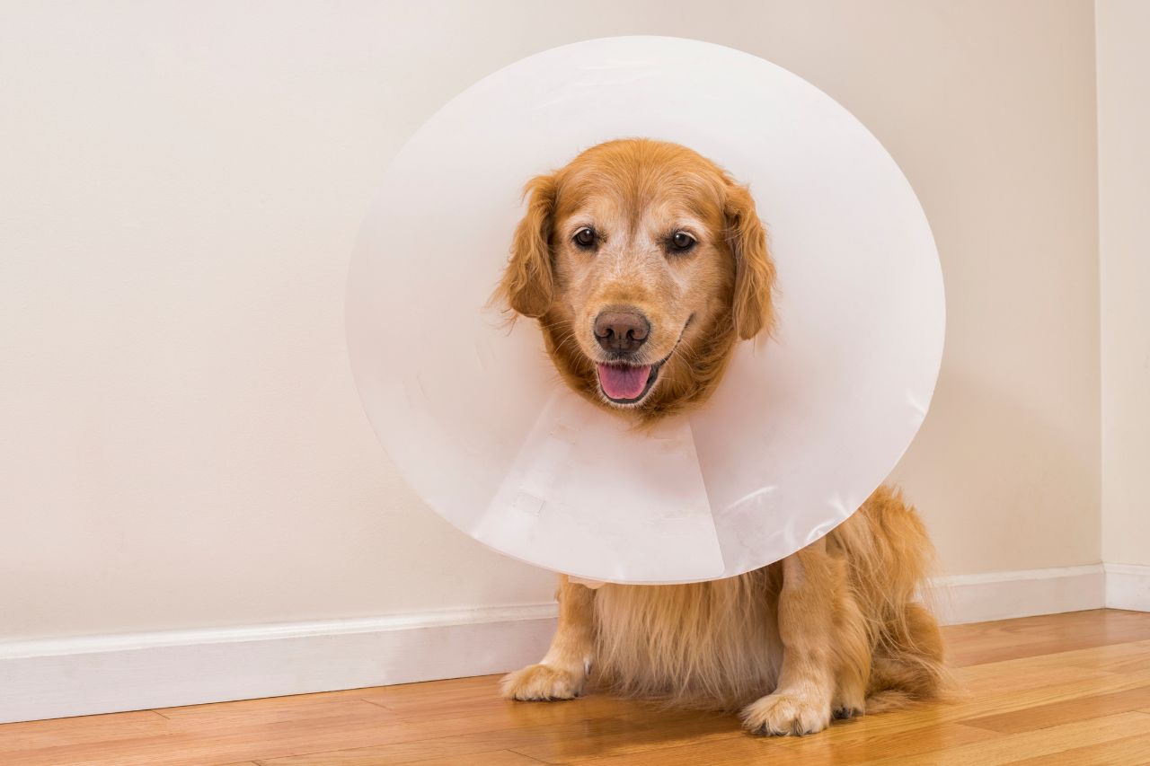 Dog wearing a cone around its neck