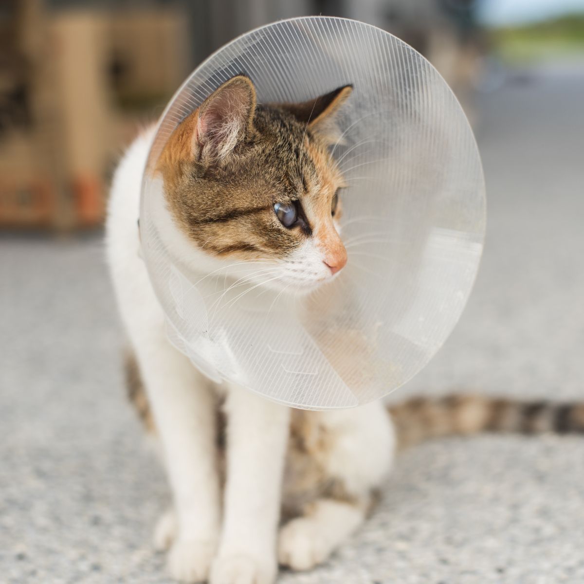cat with a cone around its head