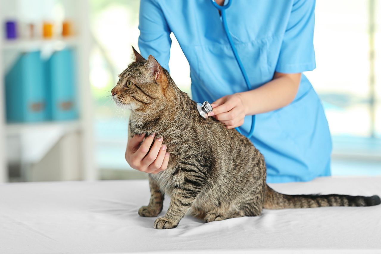 Vet checking cat at vet clinic
