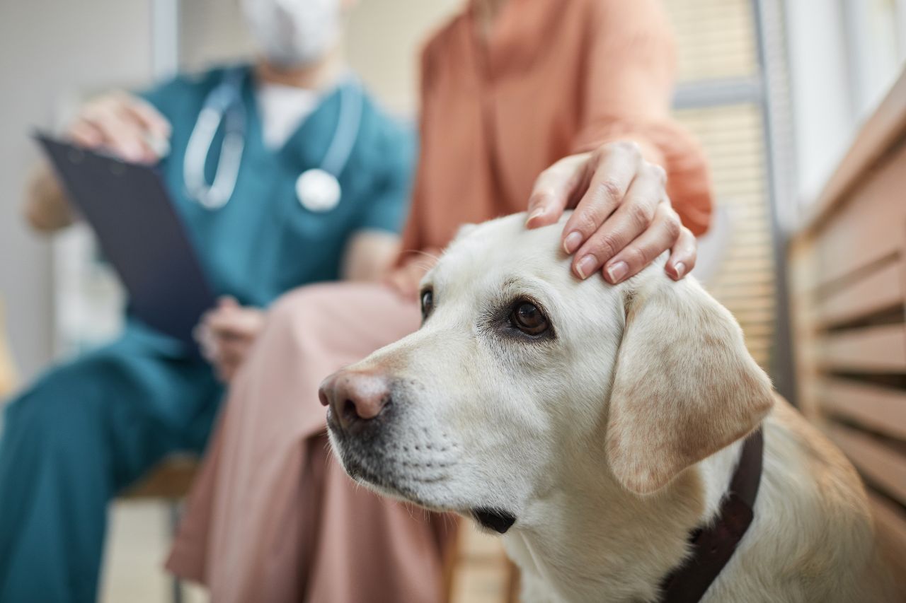 Dog wearing a cone around its neck