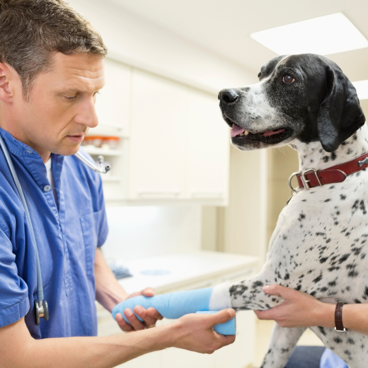 urgent A veterinarian examines a dog with a cast on its leg