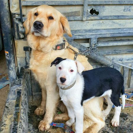 Hometown Veterinary Care Staff with puppy dogs