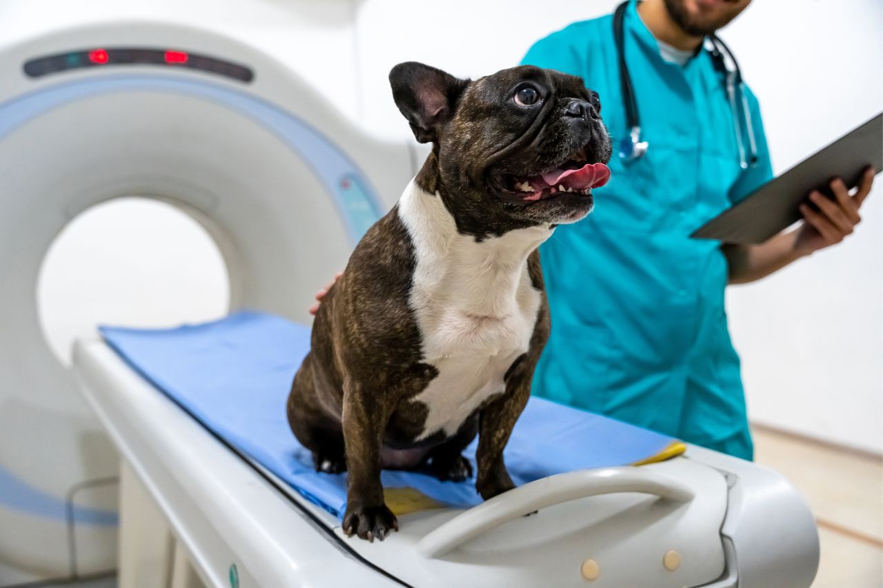 Dog wearing a cone around its neck